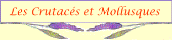 saveurs2.gif